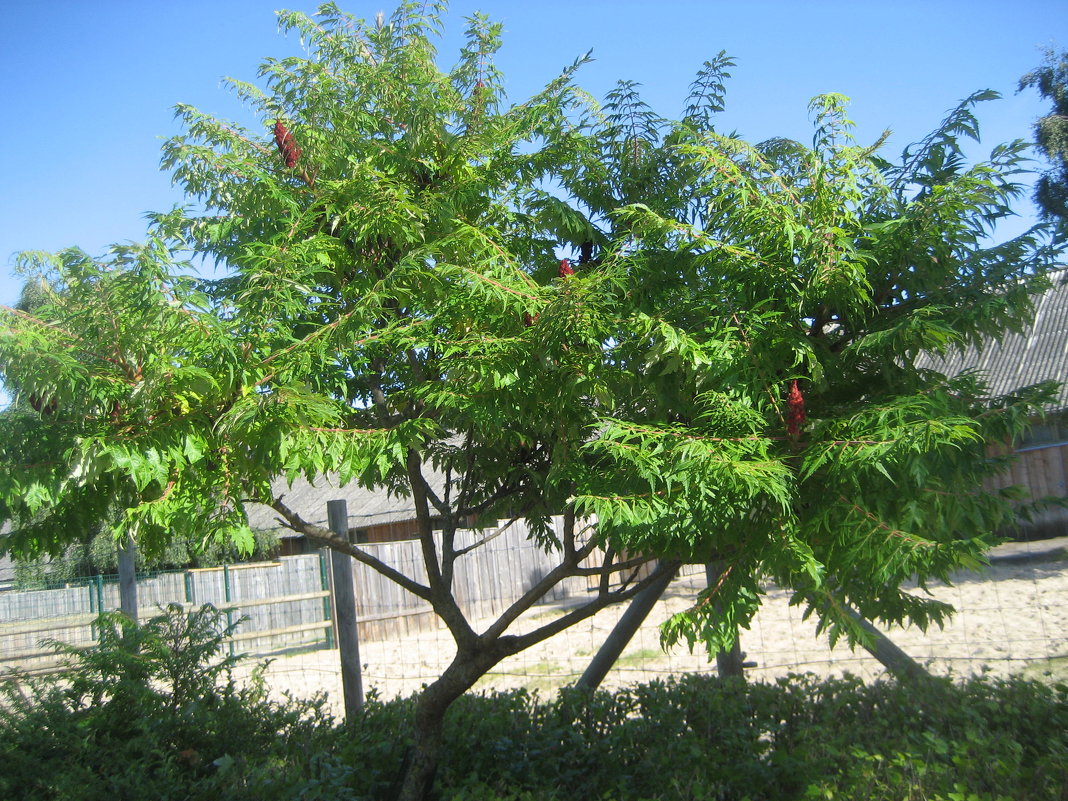 Сумах или уксусное дерево - laana laadas