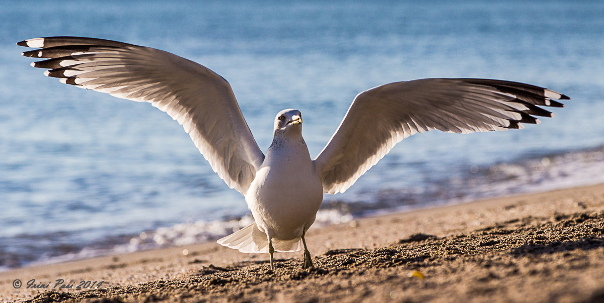 Morning dance of seagals - Irini Pasi