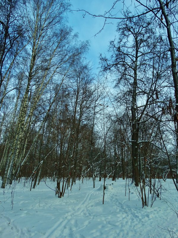 Голубая зима - Светлана Лысенко