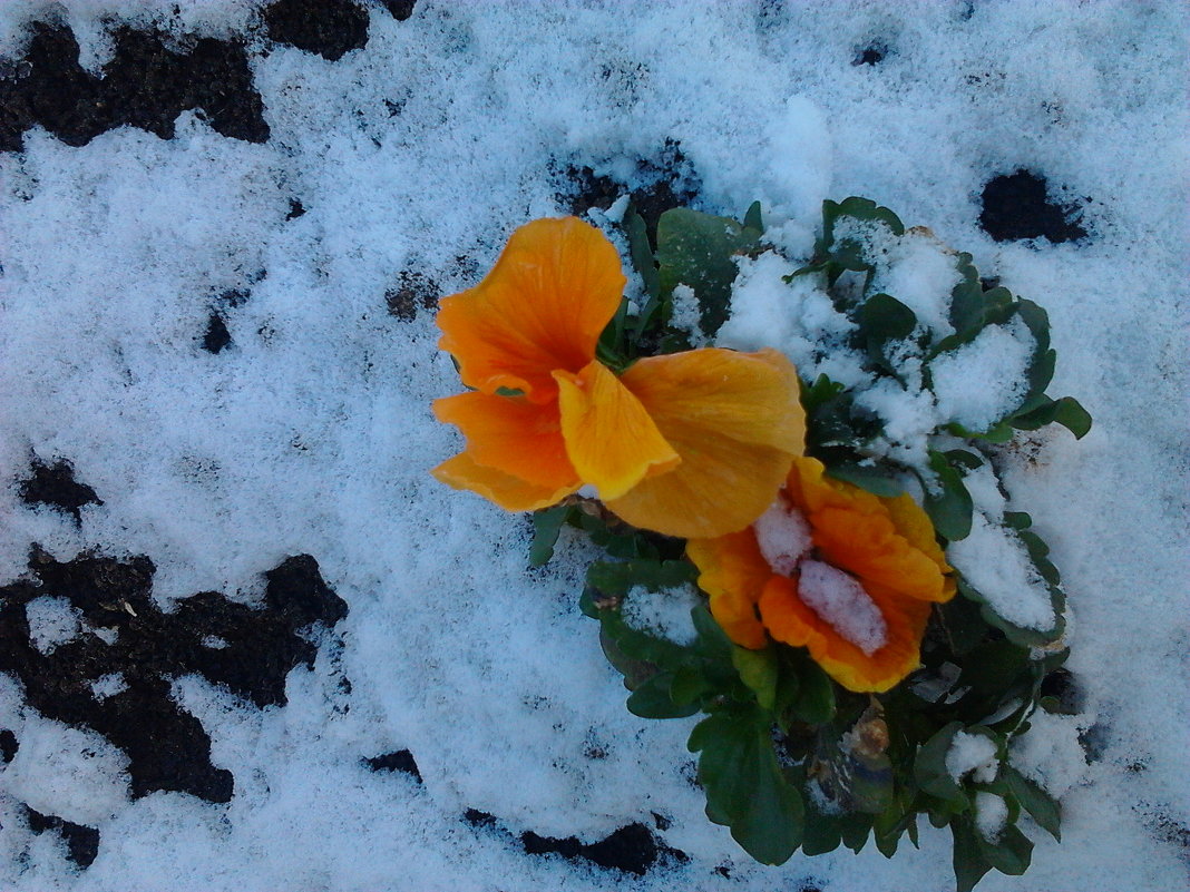 цветы под снегом - оксана 