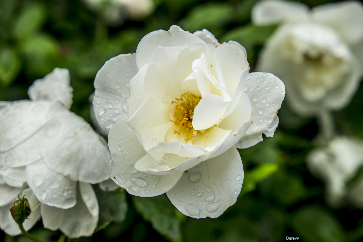Роза белая под дождём в январе - Александр Деревяшкин