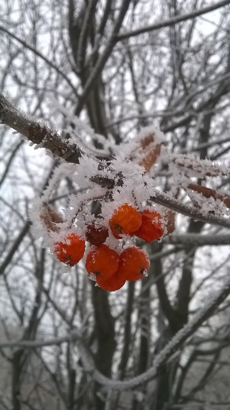 Рябина зимой - Алена WeRa