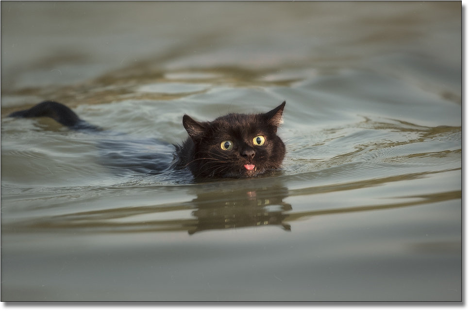 Водоплавающий котусь (не постановочное фото!!!!!) - Виталий Нагиев