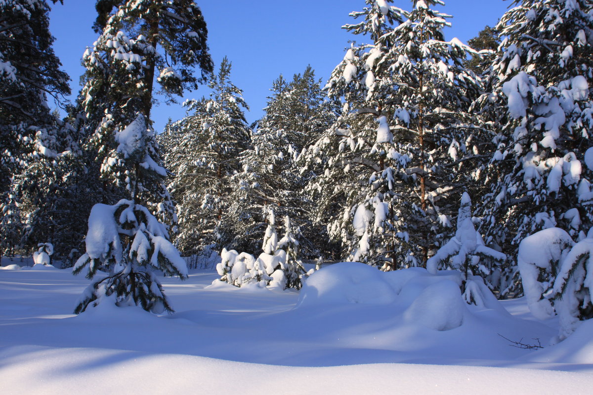 зимой в лесу - Наталья 