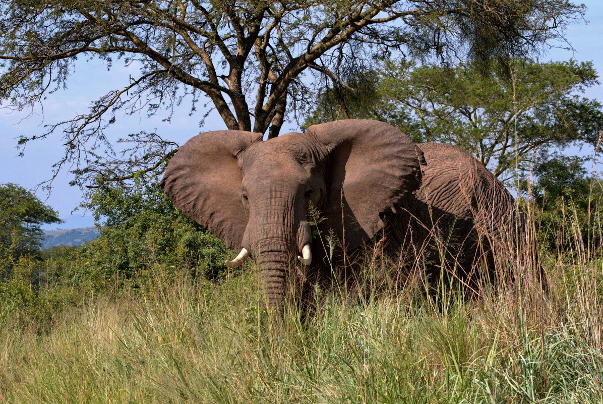 Африканский слон - Евгений Печенин