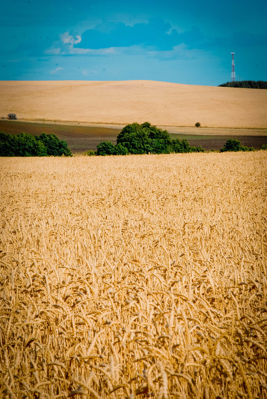 пшеничное поле - Astriea 