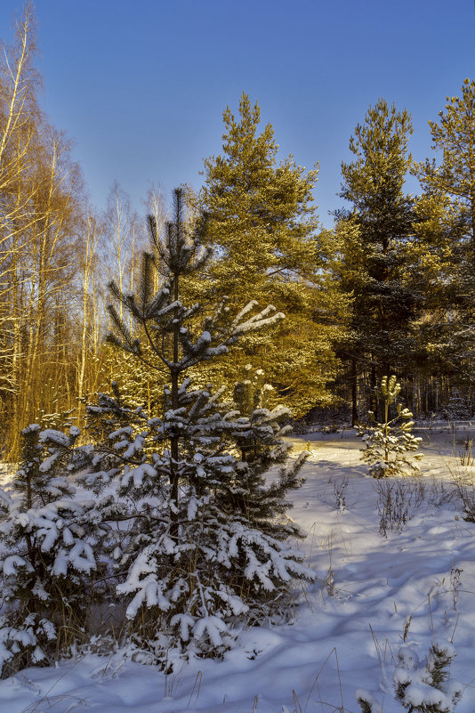 Зимний день - Андрей Дворников