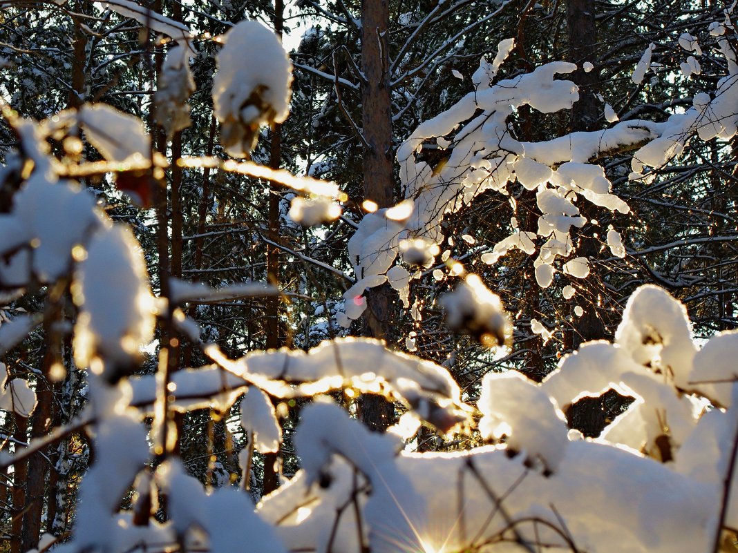 солнце в лесу - Сергей Швечков