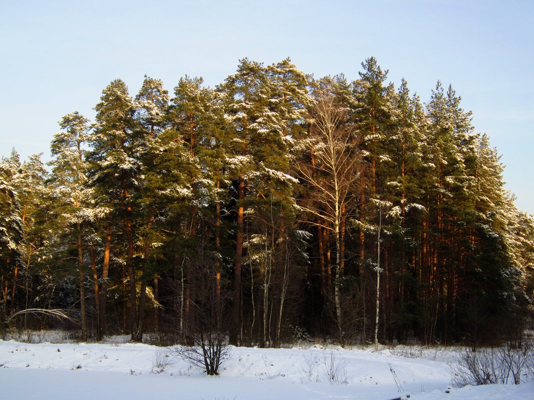 Сосновый бор зимой - Андрей Снегерёв