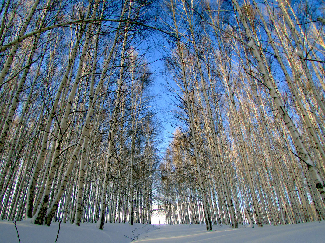 Зимой в березовой роще - Константин Филякин