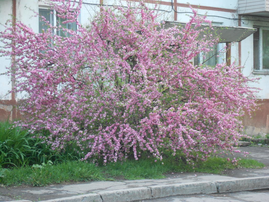 сакура зацвела - Валентина 