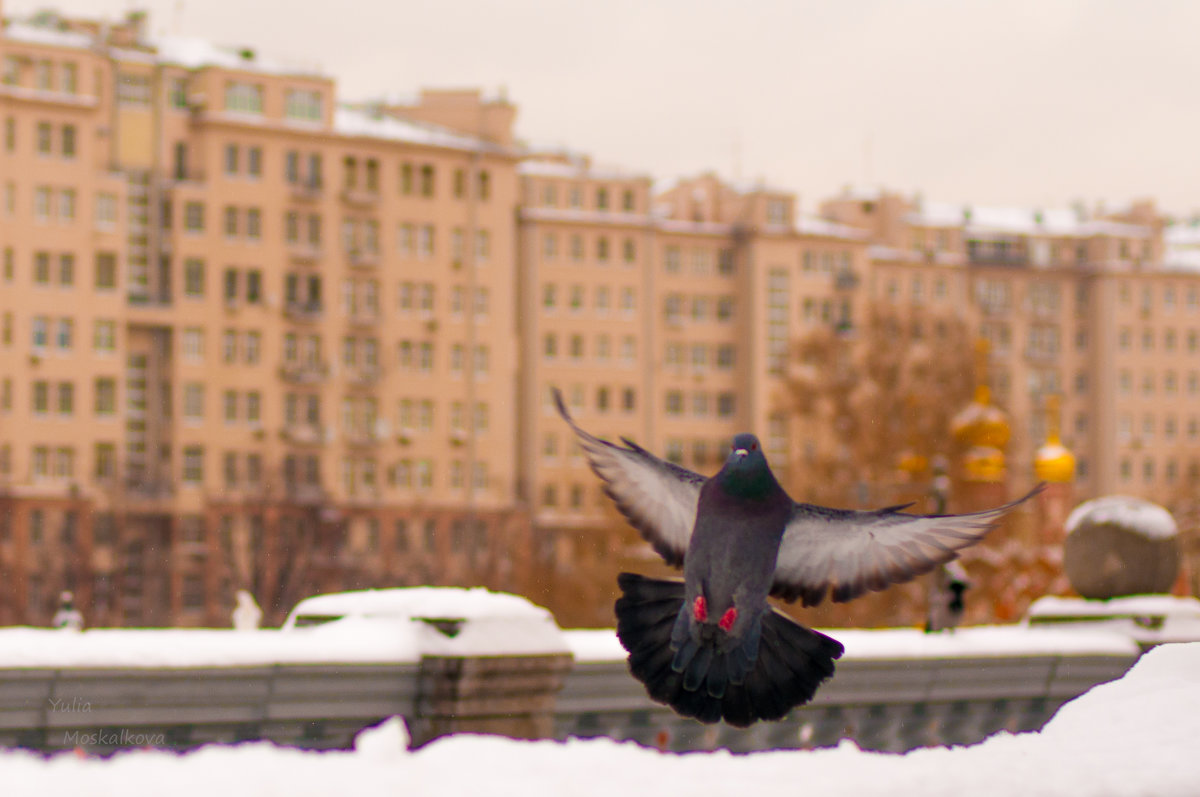 Голубь в городе - Юлия Москалькова