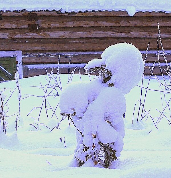 "Свежий кавалер". - Galina S*