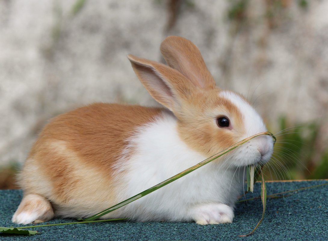 funny bunny - Natalya секрет