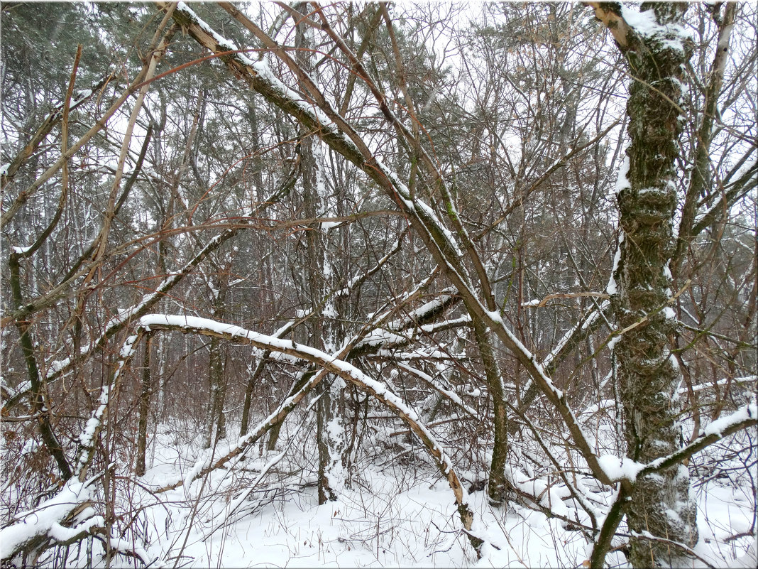 Чудеса зимнего леса... - Тамара (st.tamara)