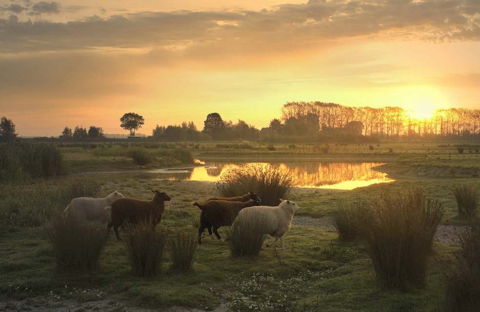 Sheep in the morning. - Johny Hemelsoen 