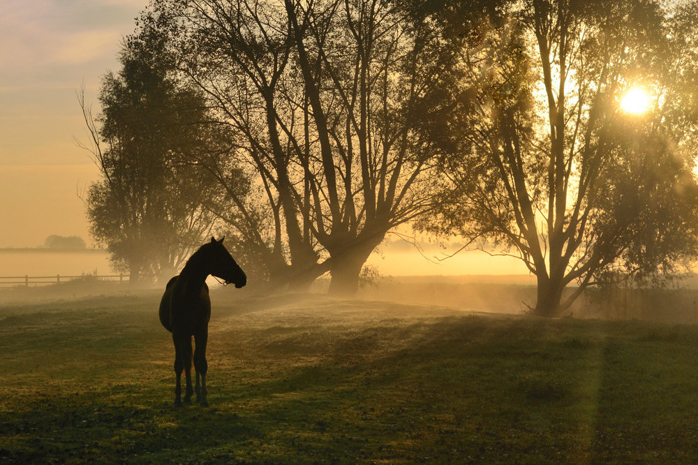 Golden morning. - Johny Hemelsoen 