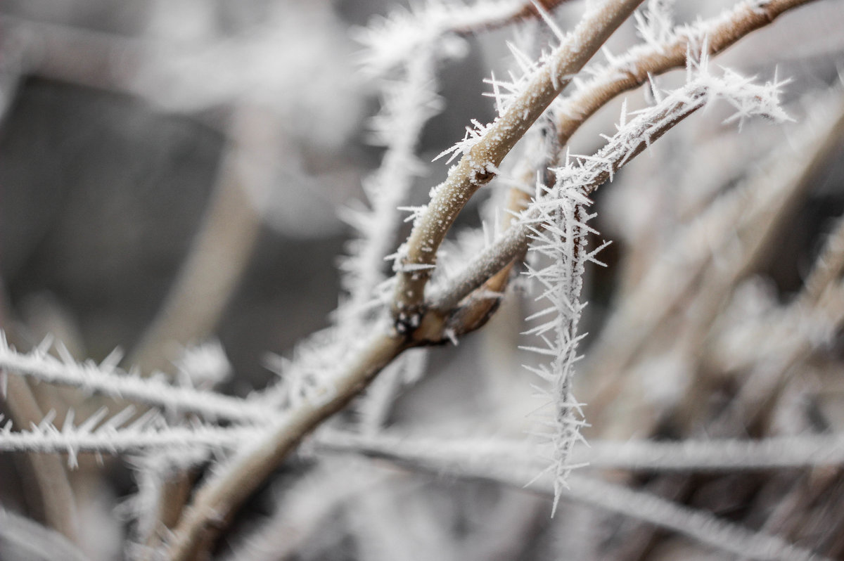 frost/winter - Юлия 