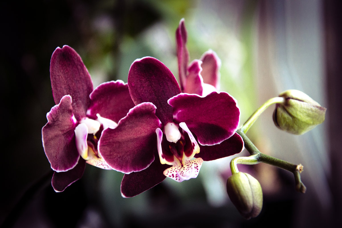 Орхидея - Анастасия 