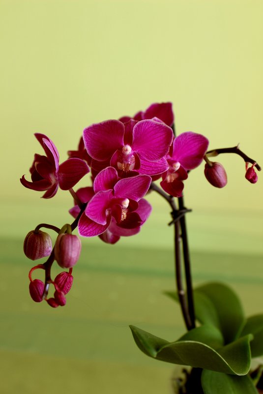 Орхидея - Леонид 