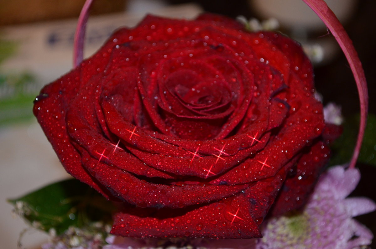 Красная роза - Таня Фиалка