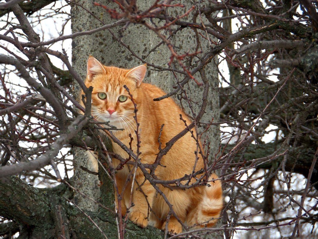 Котик... - Сергей Петров