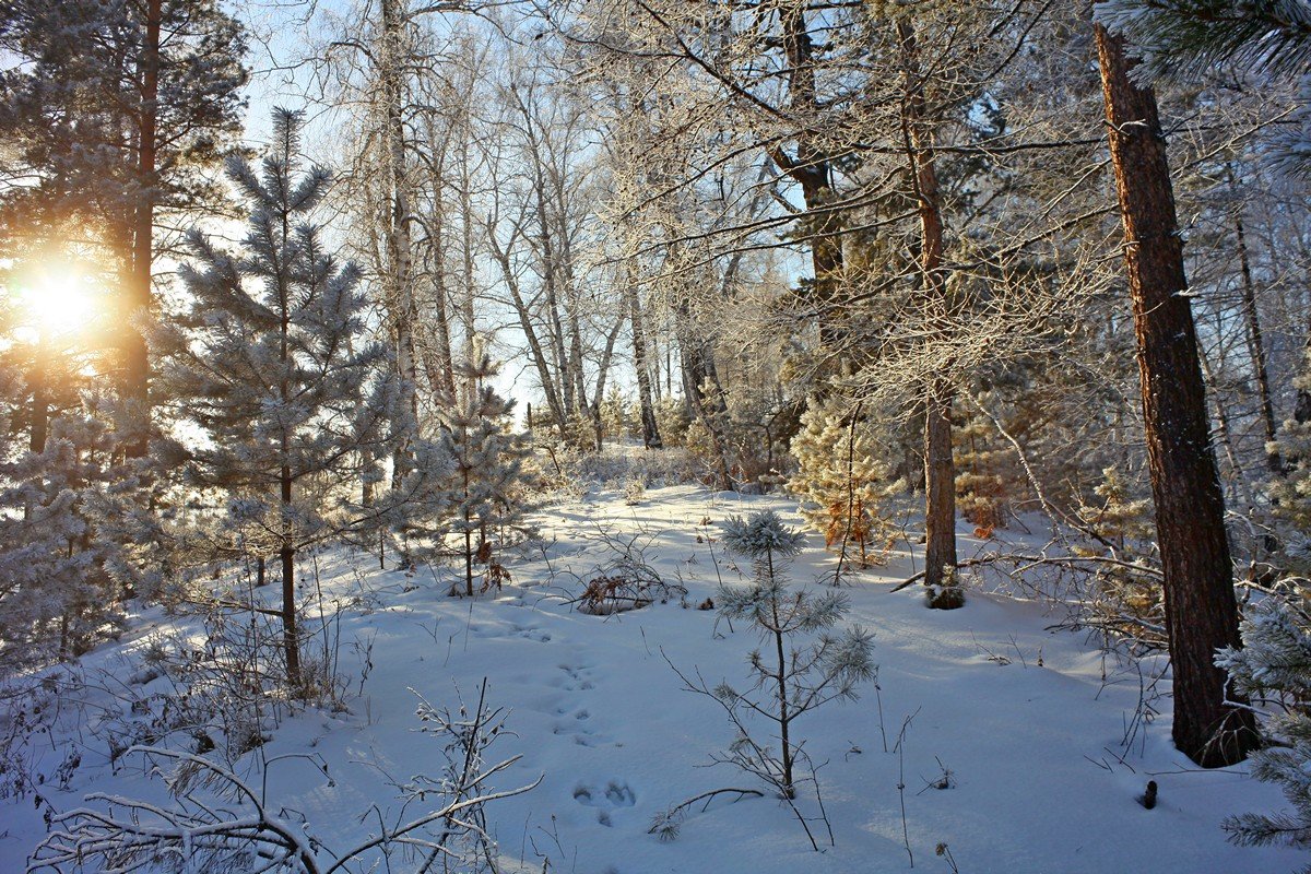 * * * * * - Николай Елисеев