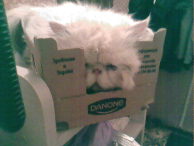 Мой кот-обожает лыбые коробки - Людмила 