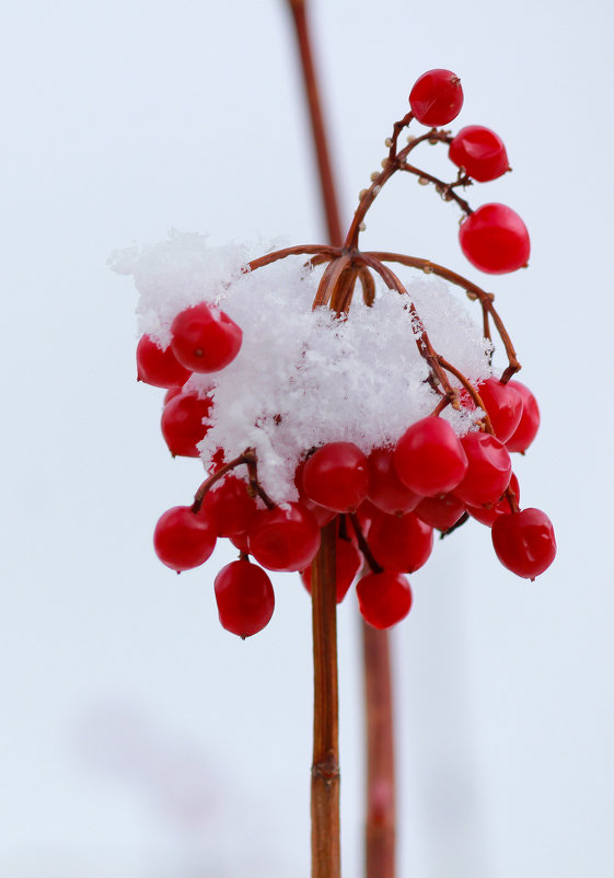 Зимние ягоды - Ekat Grigoryeva