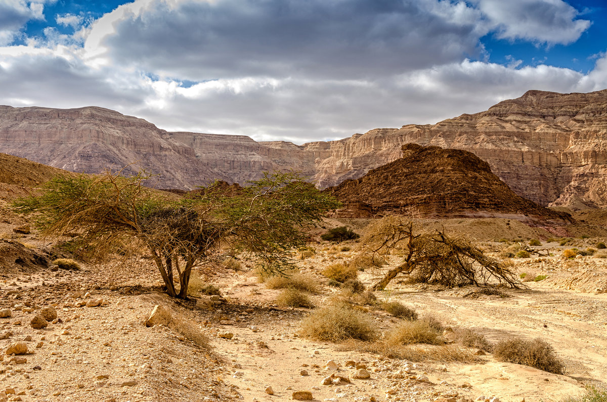 Тимна парк, пустыня Арава, Израиль - Владимир Горубин