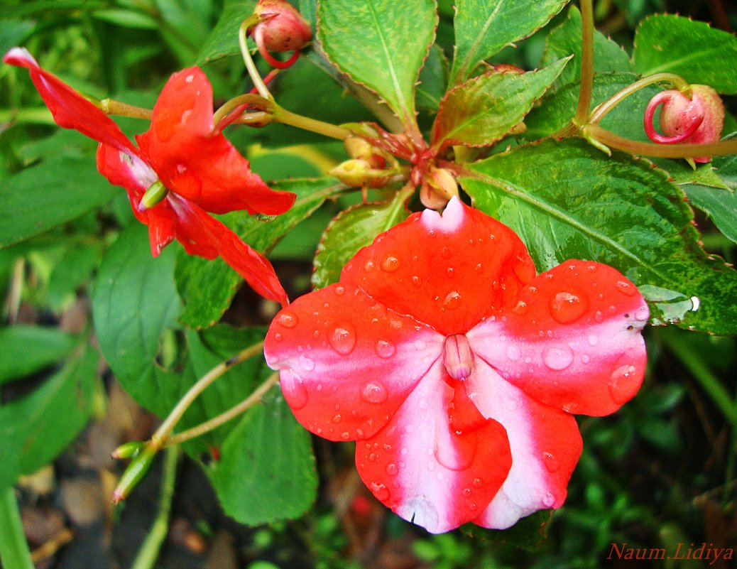 Аленький цветочек - Лидия (naum.lidiya)
