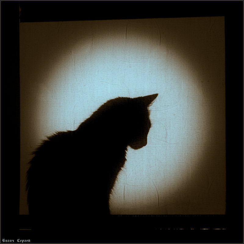 лунный кот - Sergey Bagach