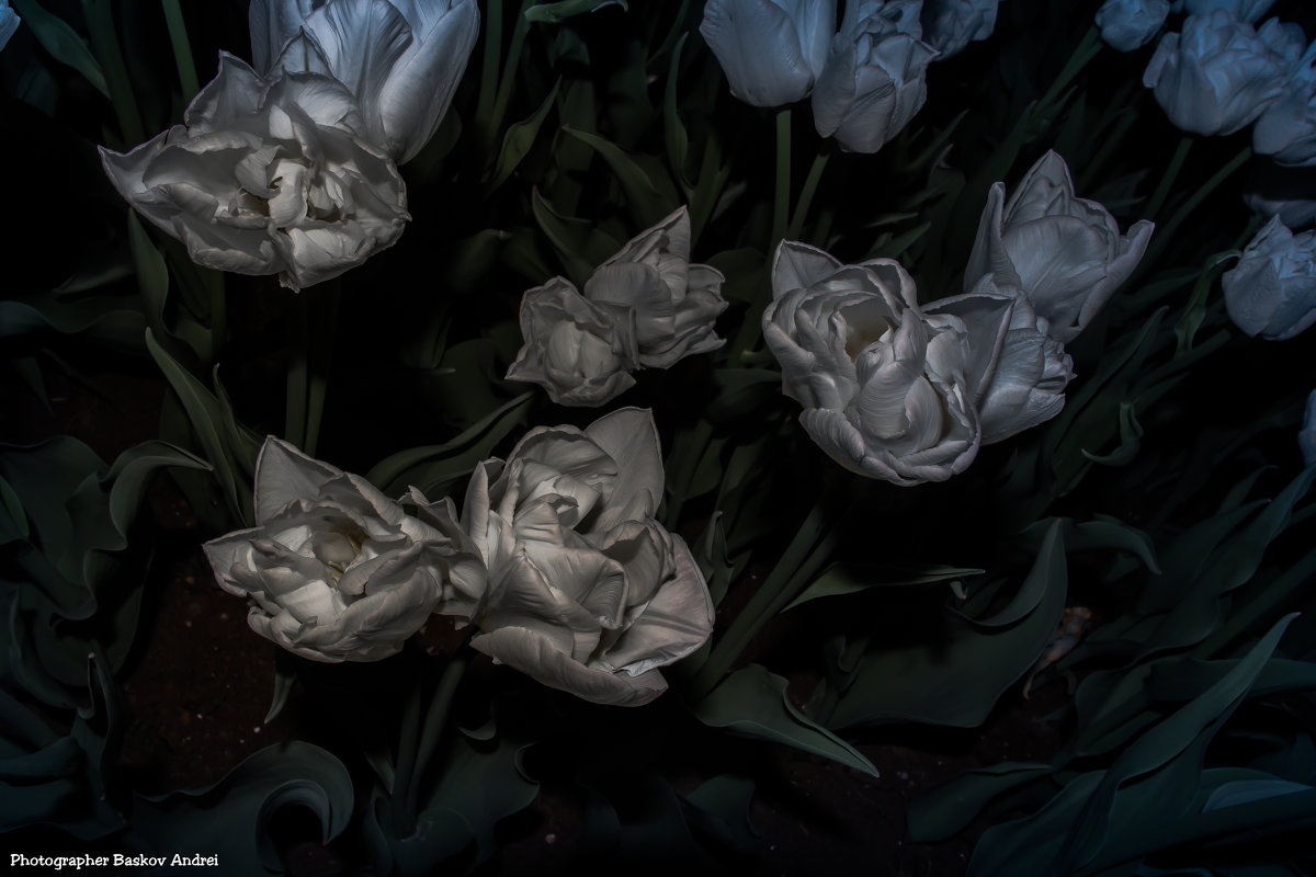 Вечерние цветы - Андрей Баськов