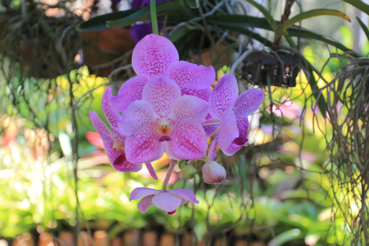 Фиолетовая орхидея - Vladimir 070549 