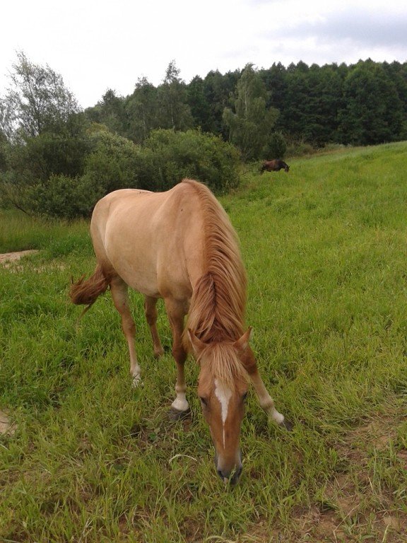 золотая лошадь - Vladimir Sv