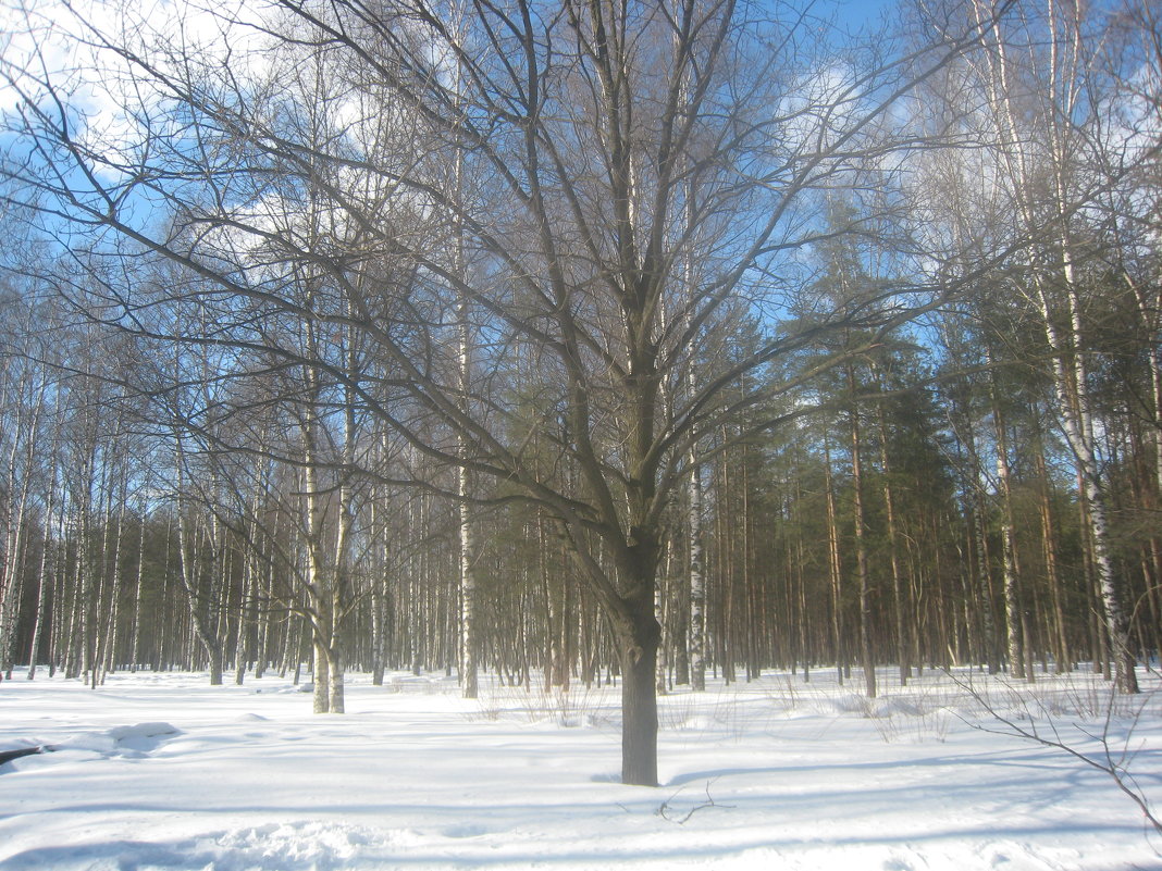Снежный март 2010 - Елена 