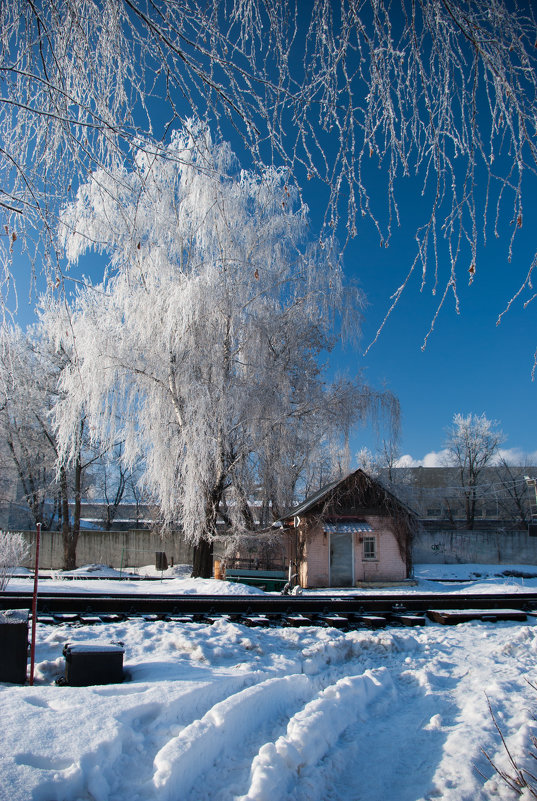Снежное дерево - Диана Попова