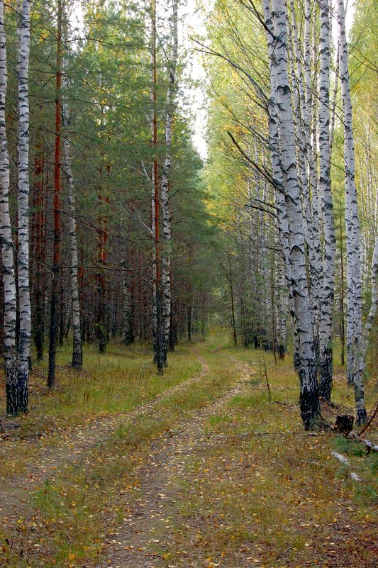 Смешанный лес - Александр Буянов
