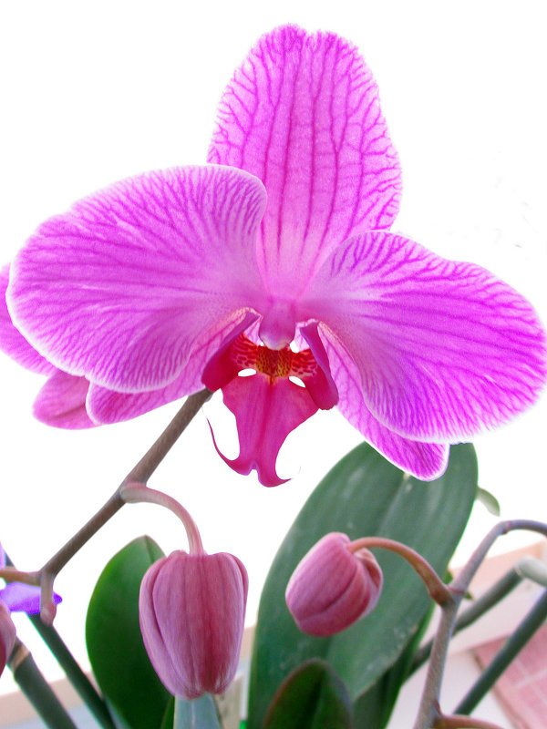 Орхидея - Дарья Подолянець