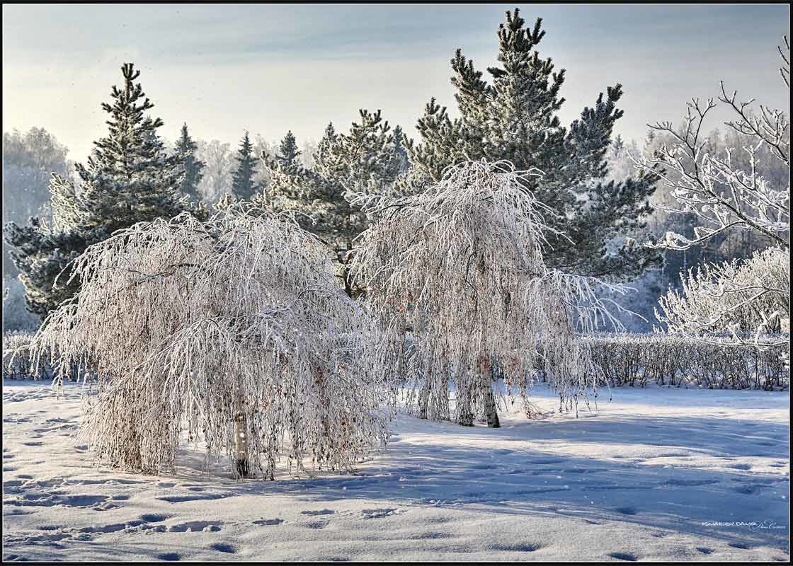Январь. Зима (22.01.2015) - Dimсophoto ©