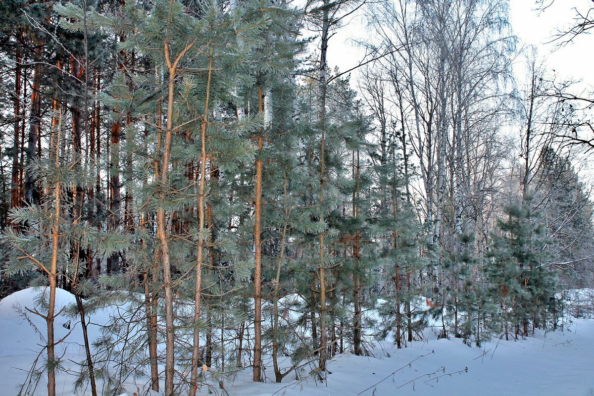 Зимняя зарисовка - Евгений Агудов