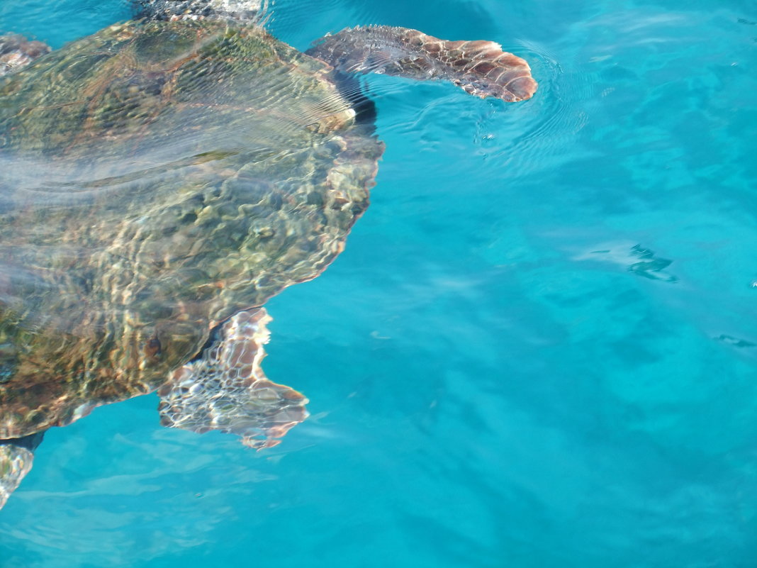 Гигантская морская черепаха в естественной среде - Eugene 
