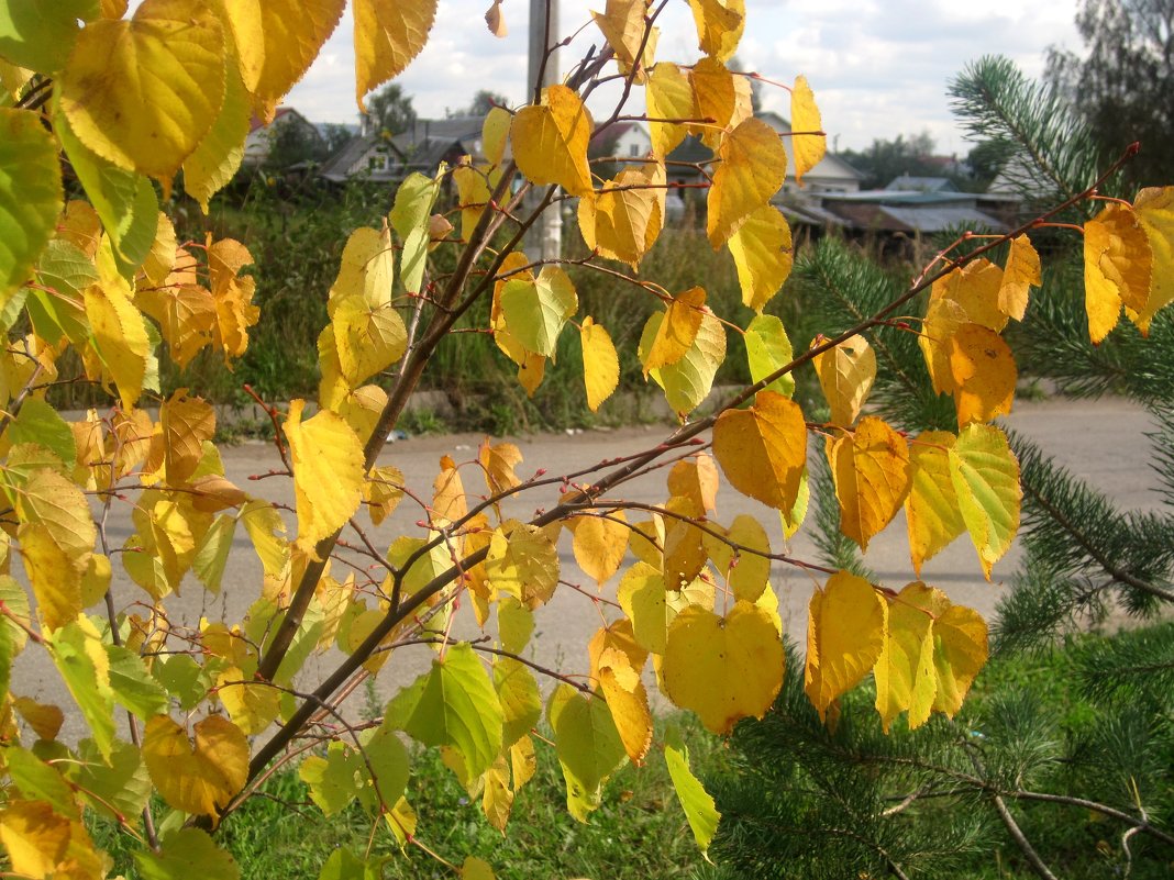 листья желтые над городом кружат - Елена Семигина