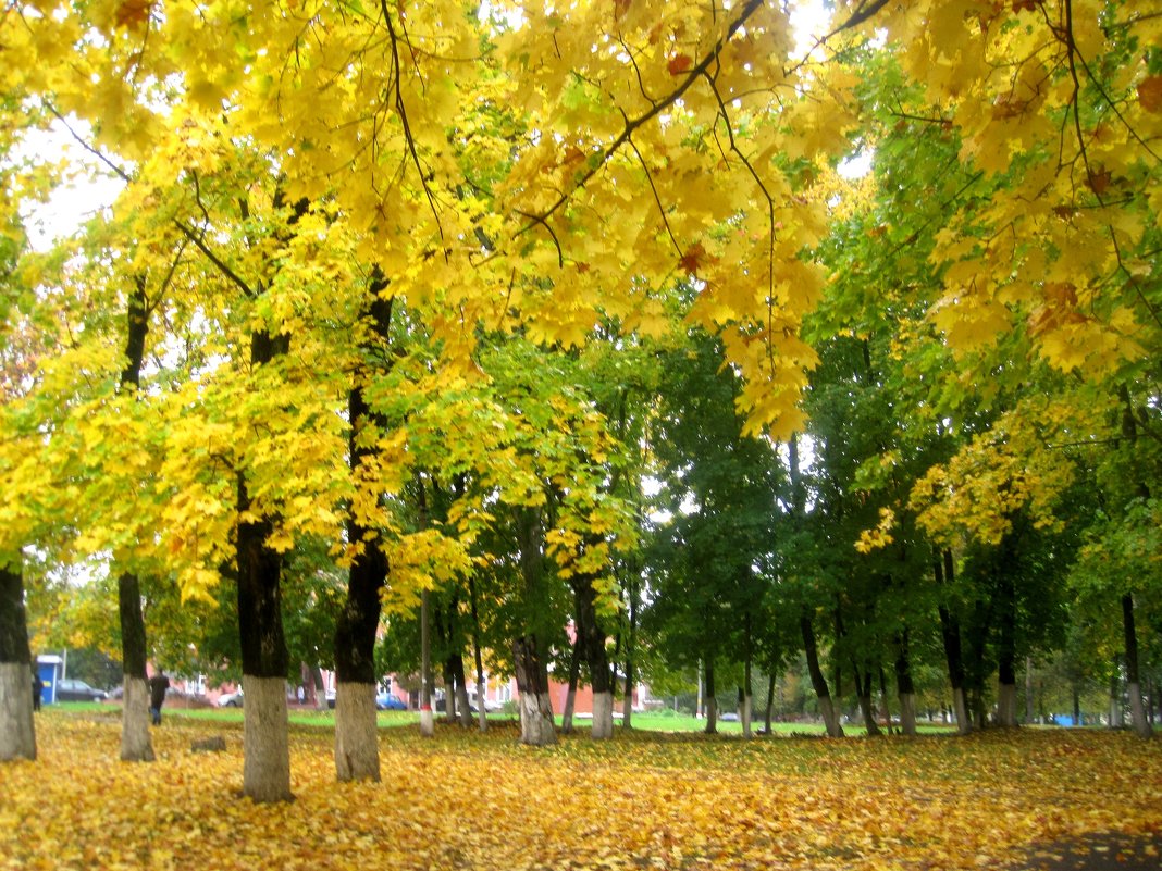 красавица золотая осень - Елена Семигина