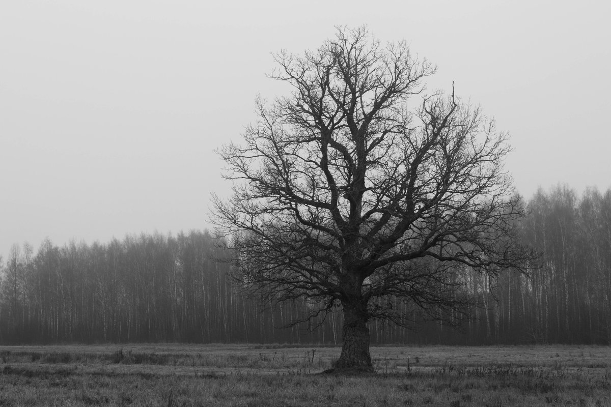 Одинокое дерево - Екатерина Макарова