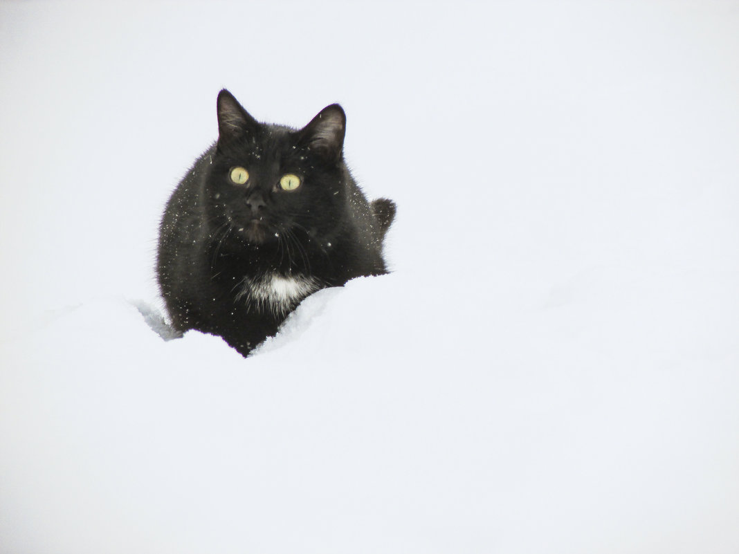 Котенок на снегу - Константин Филякин
