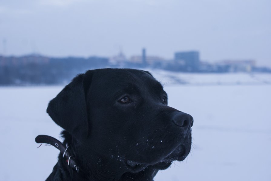 Мой пес на фоне ижевской набережной - Евгений Торохов
