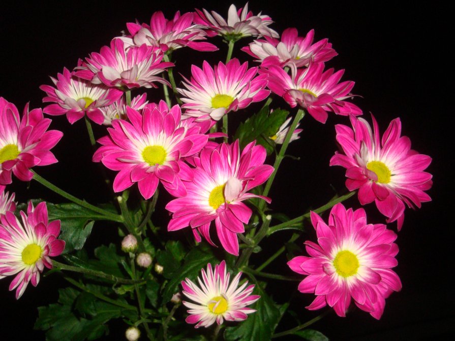 Цветы - Mariya laimite