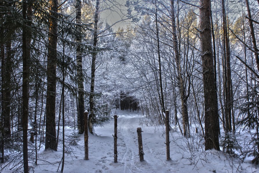 Зимний лес - Евгений Торохов