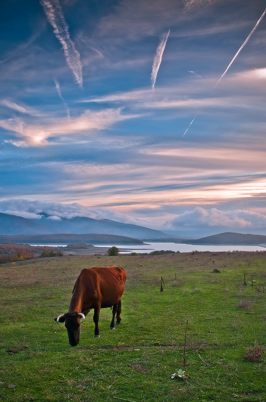 Корова, жующая траву на фоне заката - Владимир Яковлев